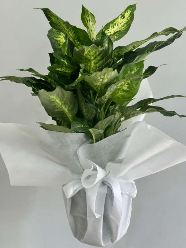 Difenbahya ( Dieffenbachia Tropic Snow ) 60 cm